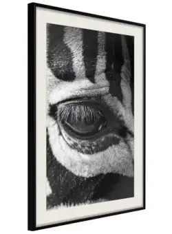 Poster Zebra Is Watching You
