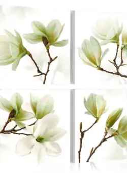 Tablou Admiration Of Magnolia